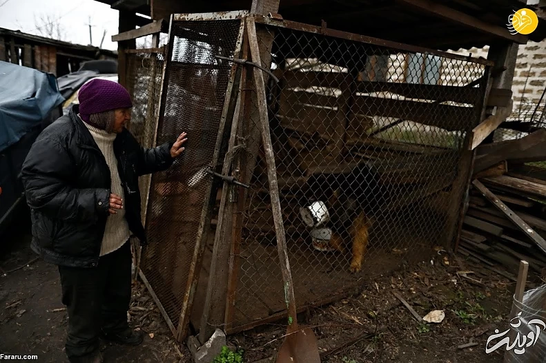 (تصاویر) داستان پیرزن اوکراینی و مرغهایش